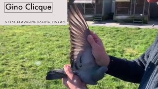 Best Bloodline Racing Pigeon Of Gino Clicque For Sale In Pipa Pigeons Paradise