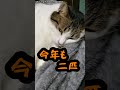 のらこば今月の一句　038【 shorts】2023 02