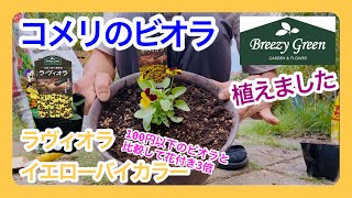 ［ガーデニング］コメリのラ・ヴィオラ（ビオラ）を植えました