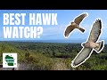 Experience the MOST EPIC Hawk Migration at Hawk Weekend Festival!