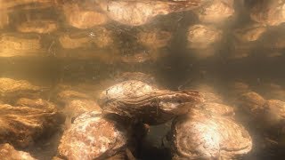 Inside a Chesapeake Bay oyster hatchery