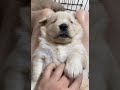 Cute baby Dogs🥰Video about Dogs/ #shorts #23