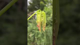 அரண் | மாநில மலர் | தமிழீழ தேசிய மலர் | Flame lily | கார்த்திகைப் பூ | Senganthal | #enathuaran