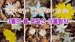 야생화 - 3월 운길산 꽃과 나무25종류 해설, 수도권 천혜의 자연으로 오라