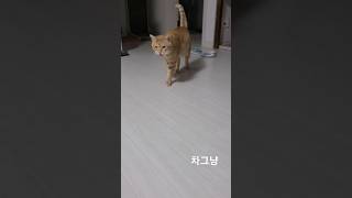 집사가 퇴근하고 집에 온 소리에 달려나오는 고양이 #shorts