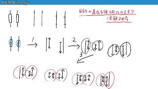 高校生物「PCR法  ３サイクルまでの描き方」