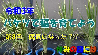 【庭いじり】令和3年バケツで稲を育てよう　第8回　病気になった？！