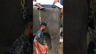 ആന ചന്തവും ആന പെരുമയും #elephant #anayadipooram2023 #aanakkaryam