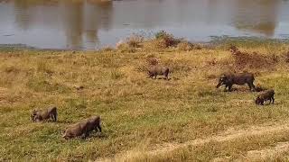 Djuma Private Game Reserve Live Stream