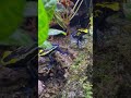 アイゾメヤドクガエル　dendrobates tinctorius azureus poison dart frog shorts shortsvideo shortsfeed