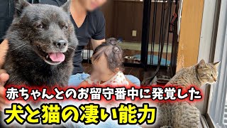 赤ちゃんとの留守番中に発覚した犬と猫の凄い能力