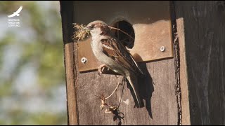 Jans Tierleben: Folge 11 – Haussperling