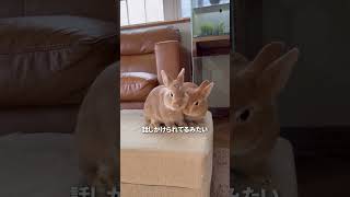 うさぎさん ポカポカ陽気は気分がいい #rabbit #うさぎ多頭飼い #animal#bunnies #bunny #ふわもこ部 #癒し