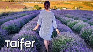 Οι ανθισμένες λεβάντες της Επανομής | Blooming lavender fields of Greece