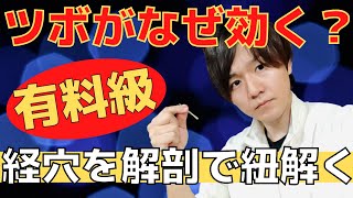 『鍼灸師なら知らないといけない』ツボがなぜ効くのか？手三里編