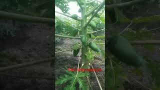 Red Lady papaya plant 4 month