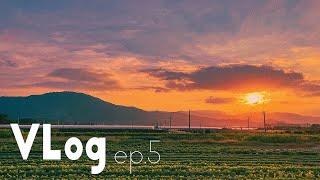 고향집에서 노을 구경하는 시골 브이로그 / Countryside sunset Vlog