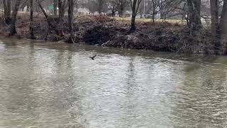 Short hike with ducks and a cave