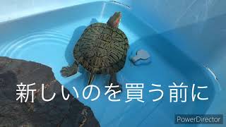 ミドリガメ露天風呂を満喫🐢💚【亀】【ミドリガメ】【猫】