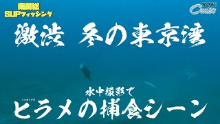 【水中撮影】激渋 冬の東京湾 あたりのない海中はどうなってんの？ 南房総SUPフィッシング