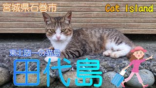 【宮城県石巻市】田代島で猫たちに癒されました【猫島】