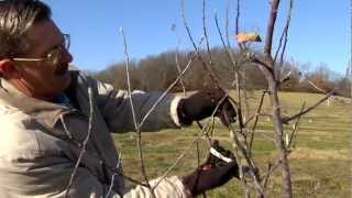 Pruning Fruit Trees: Main Leader