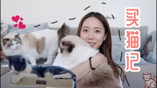 Buy \u0026 Adopt a CAT | 如何在美国买/领养一只猫猫 | 布偶猫养猫记