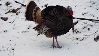 Tom Wild Turkey Display