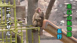 【茶臼山動物園】 ニホンザル