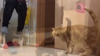 猫と一緒に月間チャレンジ【995日目】バーピー\u0026ぶら下がり