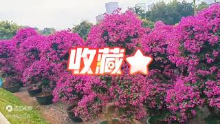 2023深圳莲花山公园一年一度的簕杜鹃花展花的海洋赏花打卡好去处