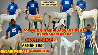 Open Price🔥For Sale Gulabi Hyderabadi Bakra Aur Patira Gulabi Bakriyan At Arman Bhai #9662680491