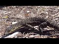 australian giant lizard goanna 澳大利亚龙族大蜥蜴：goanna