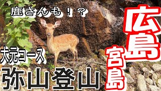 広島宮島【弥山】登山　大元コースをゆっくり歩く。鹿も！？～ハレいちの登山日和～#６