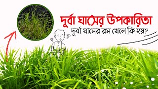 দূর্বা ঘাসের উপকারিতা | দূর্বা ঘাসের রস খেলে কি হয়? | দূর্বা ঘাস দিয়ে চুলের যত্ন