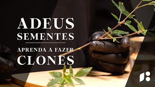 Clonagem de Cannabis: Dicas para Multiplicar Seu Cultivo Sem Depender de Sementes! 🌱