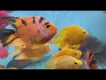 Aquatic Kart Kashmir Fish live stock update with fish compatibility info as on 16 Aug 2024