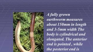 The Amazing World Of Earthworms In The UK - Springwatch