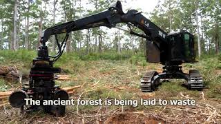 Forests for Life In the Karri Forests 2018