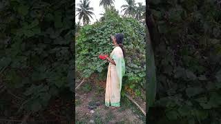 Avarai Climber-Broad Beans-Uzhudhane Uzhudhane-My Garden-Village Life-Village V Log#shorts