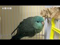 my lineolated parakeet in each morning compilation of june 2022