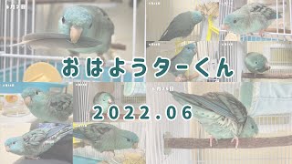 My Lineolated Parakeet in each morning / compilation of June 2022