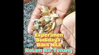 BUDIDAYA BIBIT IKAN NILA KOLAM AIR TENANG