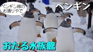 おたる水族館　ペンギンの雪中さんぽ