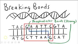 AP Biology: Restriction Enzyme Digests on Linear DNA