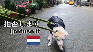 柴犬柿丸 雨散歩を拒否する犬【オランダ / 環境音 / 4K】Kaki-Maru the Shiba Inu