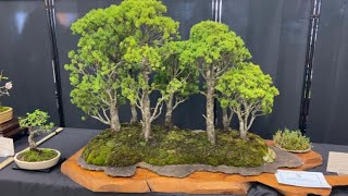 Sydney Bonsai Society Exhibition. Late Winter 2023