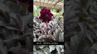 〜おすすめ植物〜　9月19日編