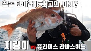 본격 참돔 타이라바 시즌  티보론 라바스퀴드 풀솔리드