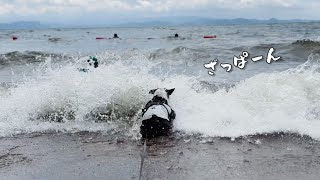 荒波にもまれました…福島の絶景スポットで遊び倒したボストンテリア